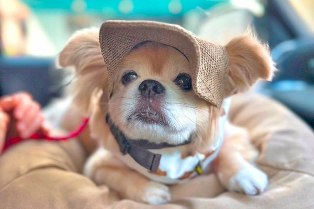 ちゃこのブログ vol.2 ちゃこの10歳の誕生日と最近のおもしろかったこと。（2025夏）の写真