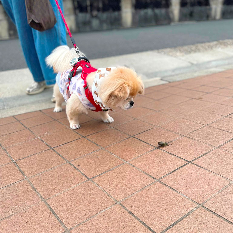 ちゃこ